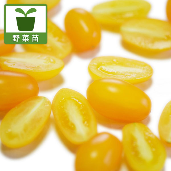 [26年4月下旬予約]イタリアントマト：ナポリターナカナリア3号ポット 12株セット