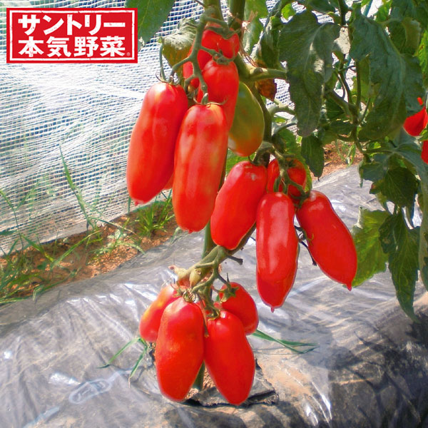 [送料無料][26年4月下旬予約]トマト：ルンゴ自根苗3号ポット 24株セット