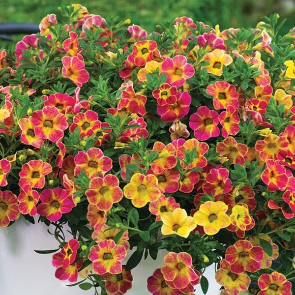 園芸ネット本店｜カリブラコア：カメレオン サンシャインベリー3.5号