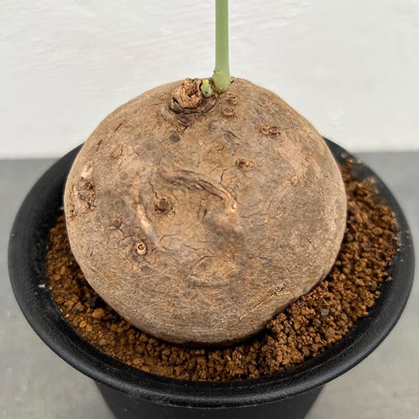ステファニア：エレクタ3.5号鉢植え