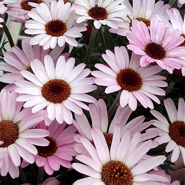 [送料無料]ローダンセマム：リルピンク3.5号ポット 12株セット