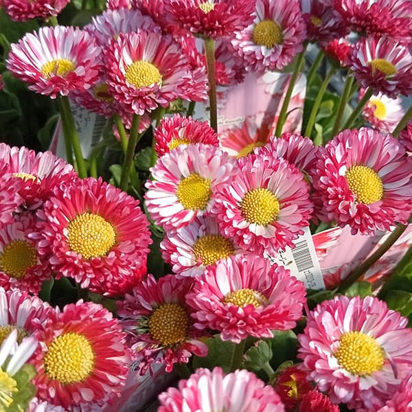 [送料無料]デージー：キャンディポップ3号ポット 24株セット