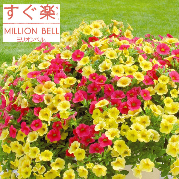 カリブラコア：すぐ楽ミリオンベルチェリー＆バナナ3.5号ポット  2株セット (R)