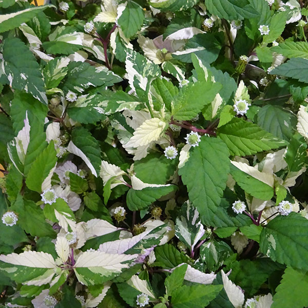 リッピア フリップフロップ 2.5号ポット 6株セット