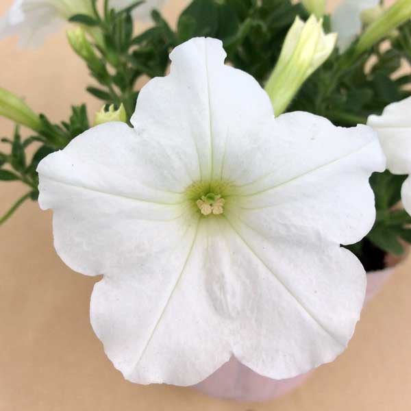 [26年5月中下旬予約]ペチュニア：華劇（かげき）　ホワイト3.5号ポット