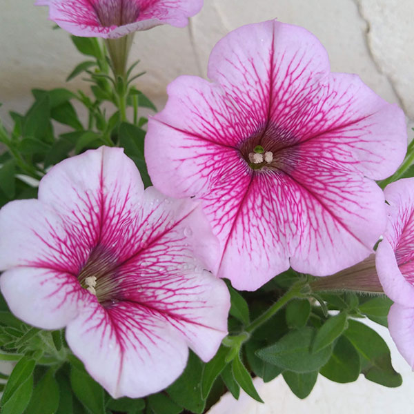 [26年5月中下旬予約]ペチュニア：華劇（かげき）　ラズベリーアイス3.5号ポット