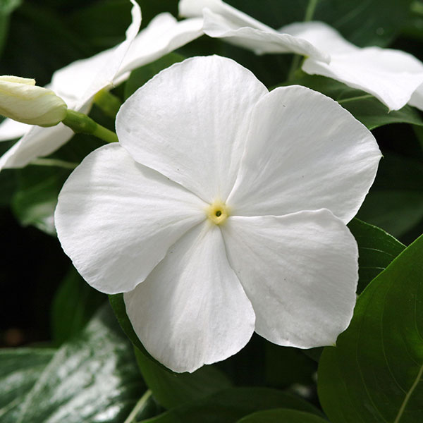 [26年6月中下旬予約]ニチニチソウ（這性）：メディトレニアン　ホワイト3～3.5号ポット