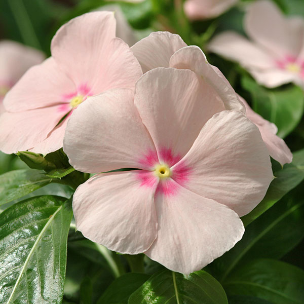 [26年6月中下旬予約]ニチニチソウ（這性）：メディトレニアン　ピーチ3～3.5号ポット