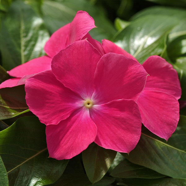 [26年6月中下旬予約]ニチニチソウ（這性）：メディトレニアン　ホットローズ3～3.5号ポット