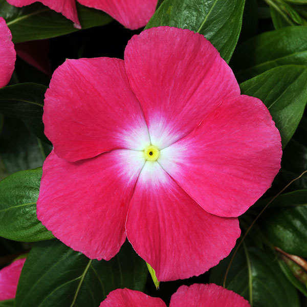 [26年6月中下旬予約]ニチニチソウ（這性）：メディトレニアン　ローズハロ3～3.5号ポット