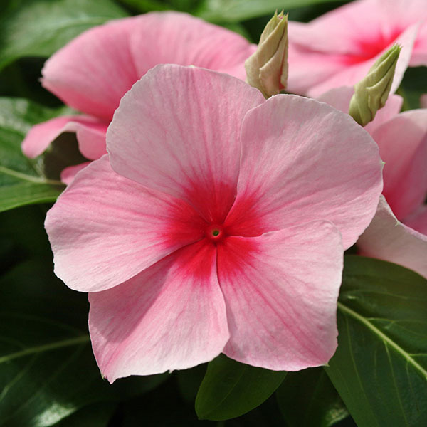 [26年6月中下旬予約]ニチニチソウ（這性）：メディトレニアン　ストロベリー3～3.5号ポット