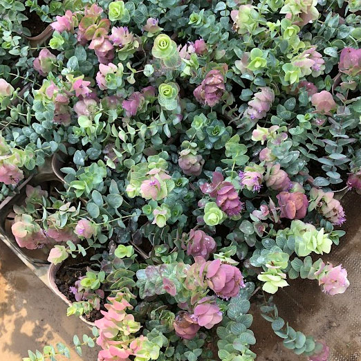 [26年5月中下旬予約]分割シリーズ：花オレガノ・ミルフィーユリーフ（3分割仕様）3.5号ポット