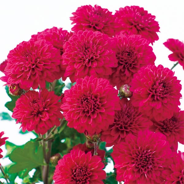 寒咲きポンポン菊：レッド3号ポット 2株セット