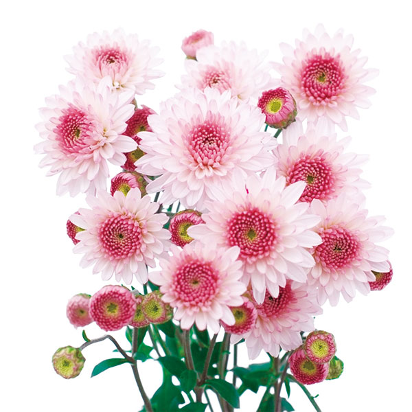 園芸ネット本店｜寒咲きポンポン菊：ピンク3号ポット 2株セット の通販