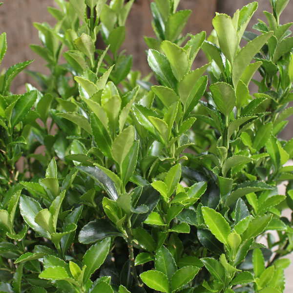 [26年2月中下旬予約]イオニマス（マサキ）：グリーンジャンプ3号ポット