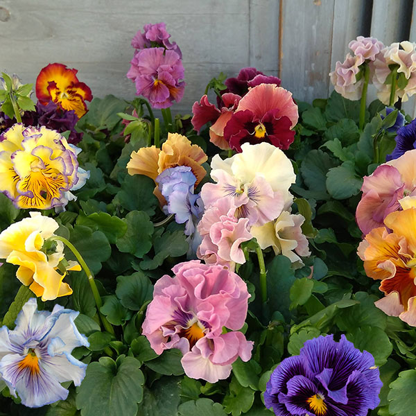 パンジー：ワッフル（花色いろいろ）3～3.5号ポット 12株セット