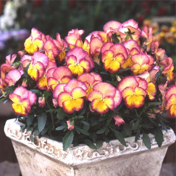 紅椿苗 大社紫10 此の糸 プリンセス雅子3点セット クリスマスローズ ダブル/(赤系)3.5〜4寸苗 : 岩崎園芸ネットストア