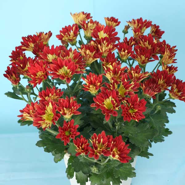 園芸ネット本店｜風車菊（ポットマム）：マタンふうしゃ 3.5号ポット