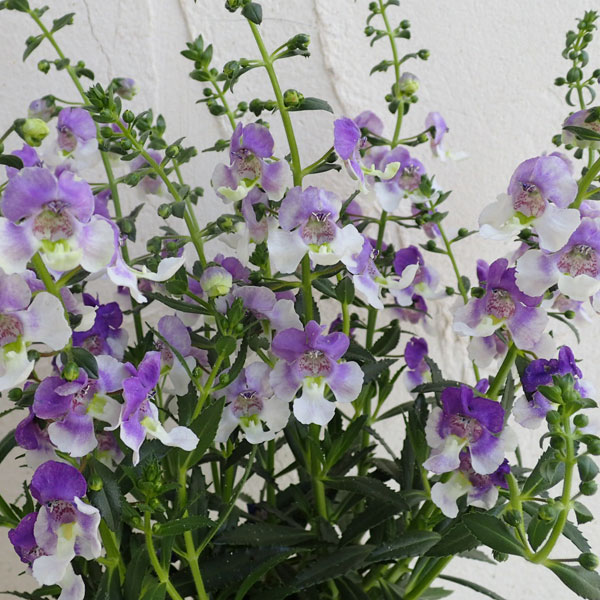 [26年5月中下旬予約]アンゲロニア エンジェルフェイス：ウェッジウッドブルー5号ポット