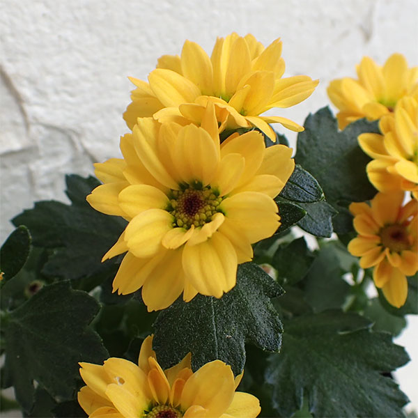 エクセレントマム：ピコゴールデンイエロー3～3.5号ポット 6株セット