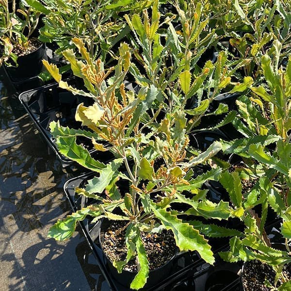 バンクシア：バウエリ6号鉢植え