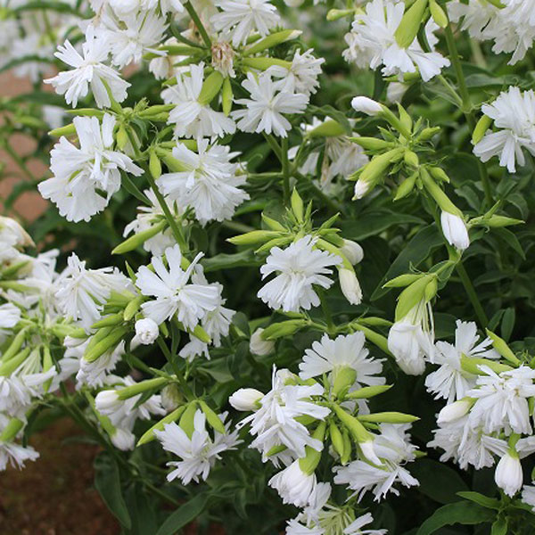 ソープワート：八重咲き白花3～3.5号ポット* 12株セット