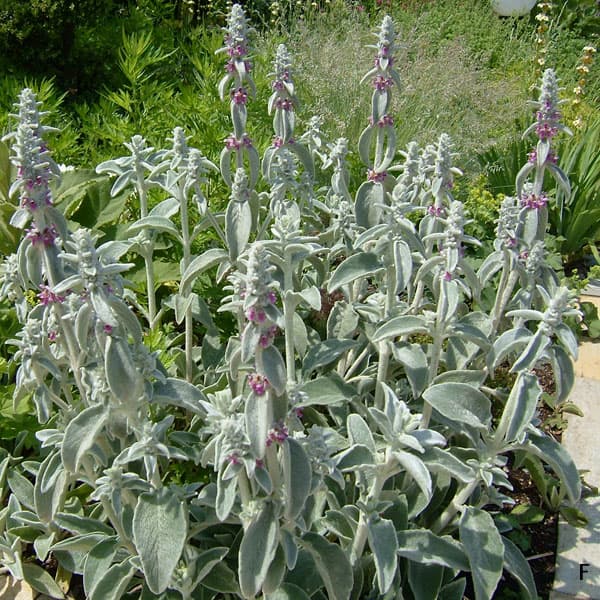 ラムズイヤー（スタキス）：ビザンチナ3-3.5号ポット 12株セット