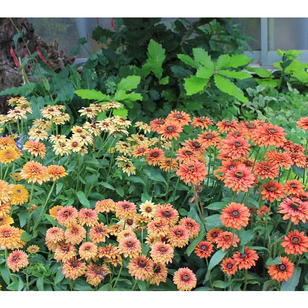 [送料無料]ルドベキア：サハラ3-3.5号ポット 24株セット