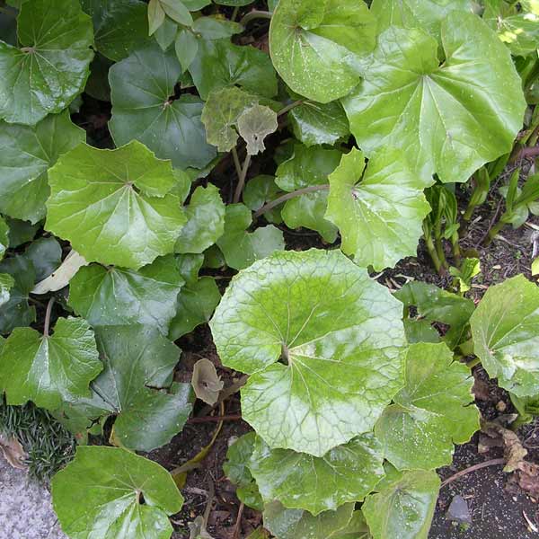 ✨ツワブキ 苗 6株 根付き✨抜き苗 山野草 無農薬 煮物が