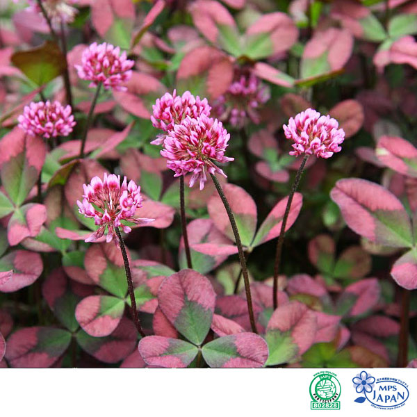 [送料無料]クローバー：ティントワイン3号ポット 24株セット