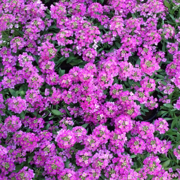 アリッサム：アルールローズ3.5号ポット 12株セット