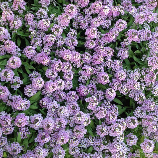 アリッサム：アルールラベンダー3-3.5号ポット 12株セット