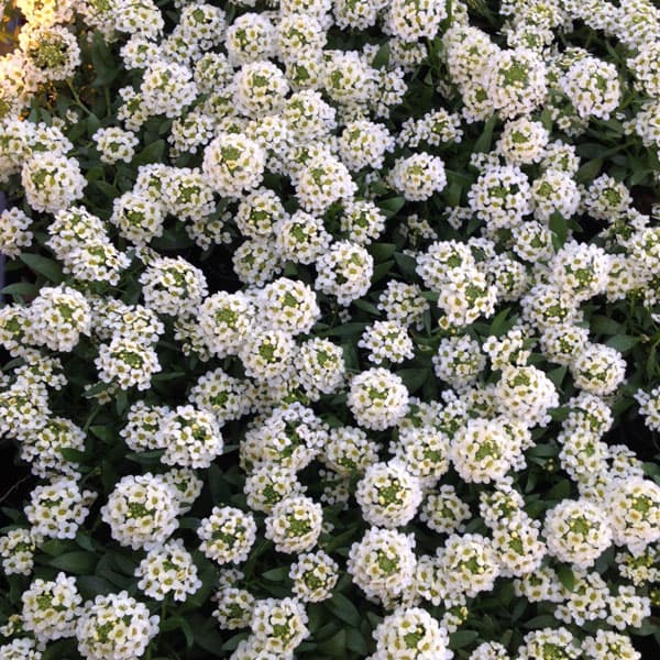 [送料無料]アリッサム：アルールレモン3.5号ポット 24株セット