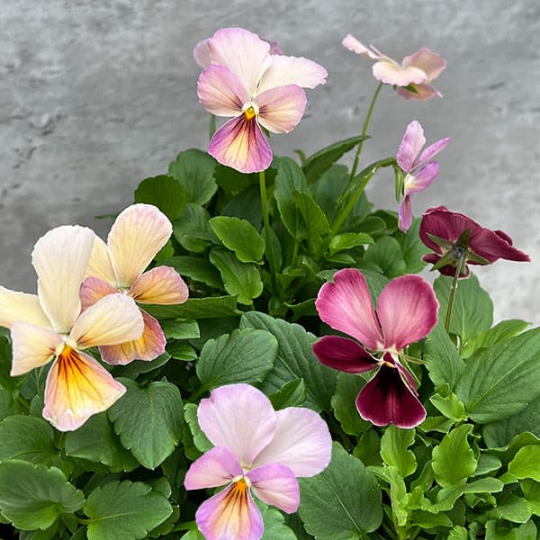 神戸ビオラ：グランバニー　ヴァリアスピンク3.5号ポット 3株セット