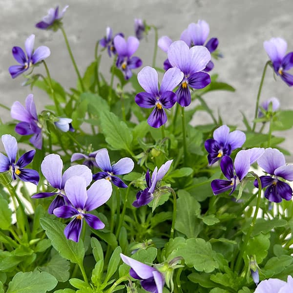 神戸ビオラ：グランバニー　パープルレイン3.5号ポット 3株セット