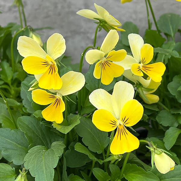神戸ビオラ：グランバニー　ブリリアントイエロー3.5号ポット 6株セット