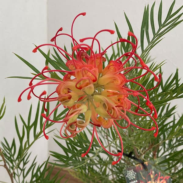 グレビレア:ココナッツアイス8号鉢植え