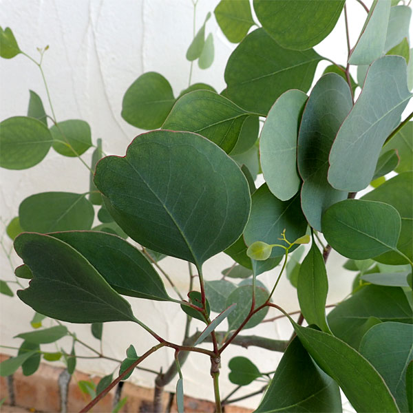 園芸ネット本店｜ユーカリ：ポリアンセモス6号ポット の通販【公式】