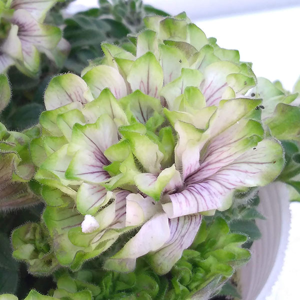 園芸ネット本店｜ペチュニア：ラ リュミエール クレプスキュール3号