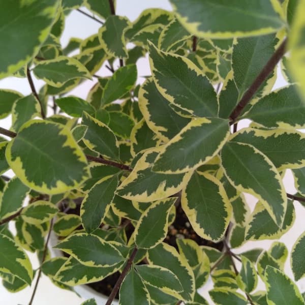 ピットスポルム:バリエガータ5号鉢植え