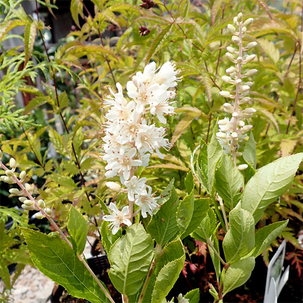 アメリカリョウブ：バニラスパイス3.5-4号ポット