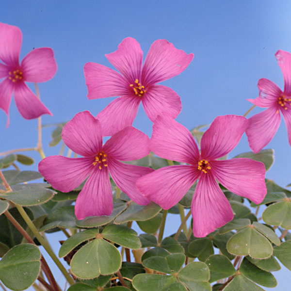 オキザリス：バリアビリス　ローズ３号ポット 2株セットy