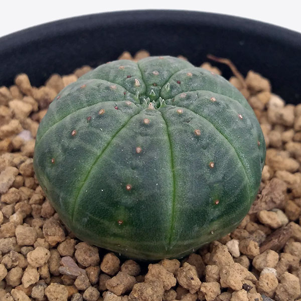 ユーフォルビア：オベサ2.5号鉢