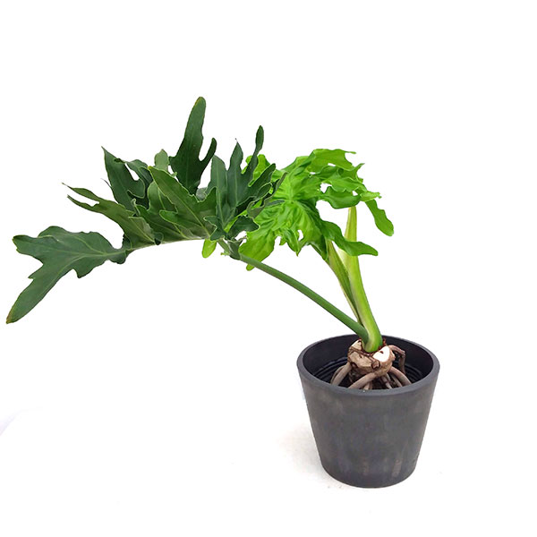 ☆フィロデン セロウム バリエガータ☆3号鉢☆希少 フィロデン