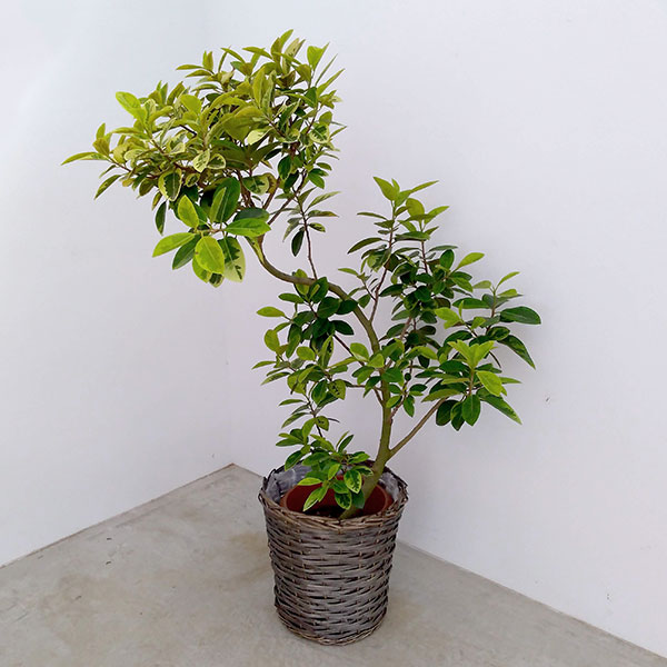 [送料無料]フランスゴムノキ・幸（ユキ）曲がり　8号鉢植え・バスケット入り