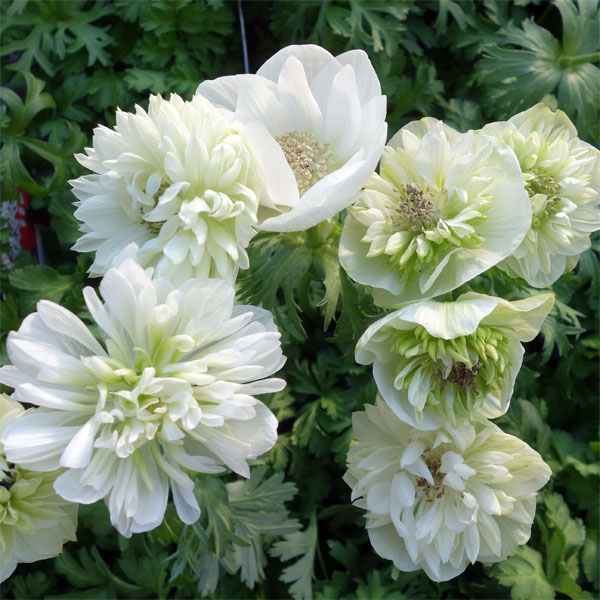 [送料無料]アネモネ：凛々花（リリカ）ホワイト3.5号ポット 12株セット