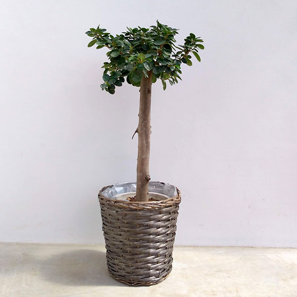 [送料無料]パンダガジュマル　8号鉢植えウイローバスケット入り