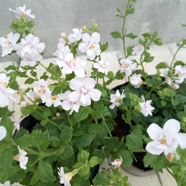 バラ咲きバコパ:スコーピア(コピアダブル)ピンクパール3号ロングポット