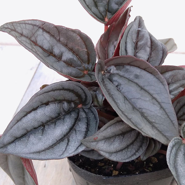 ぺぺロミア ：メンドーサ3号ポット