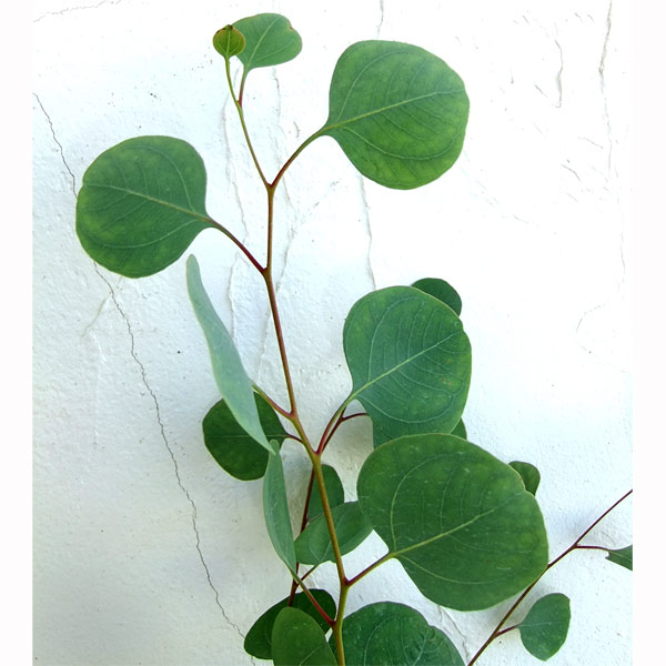 自然樹形 ユーカリポポラス 410 樹高60cm位 丸葉ユーカリ ポリアンセモス 自然樹形 ユーカリポポラス 410 樹高60cm位 丸葉ユーカリ